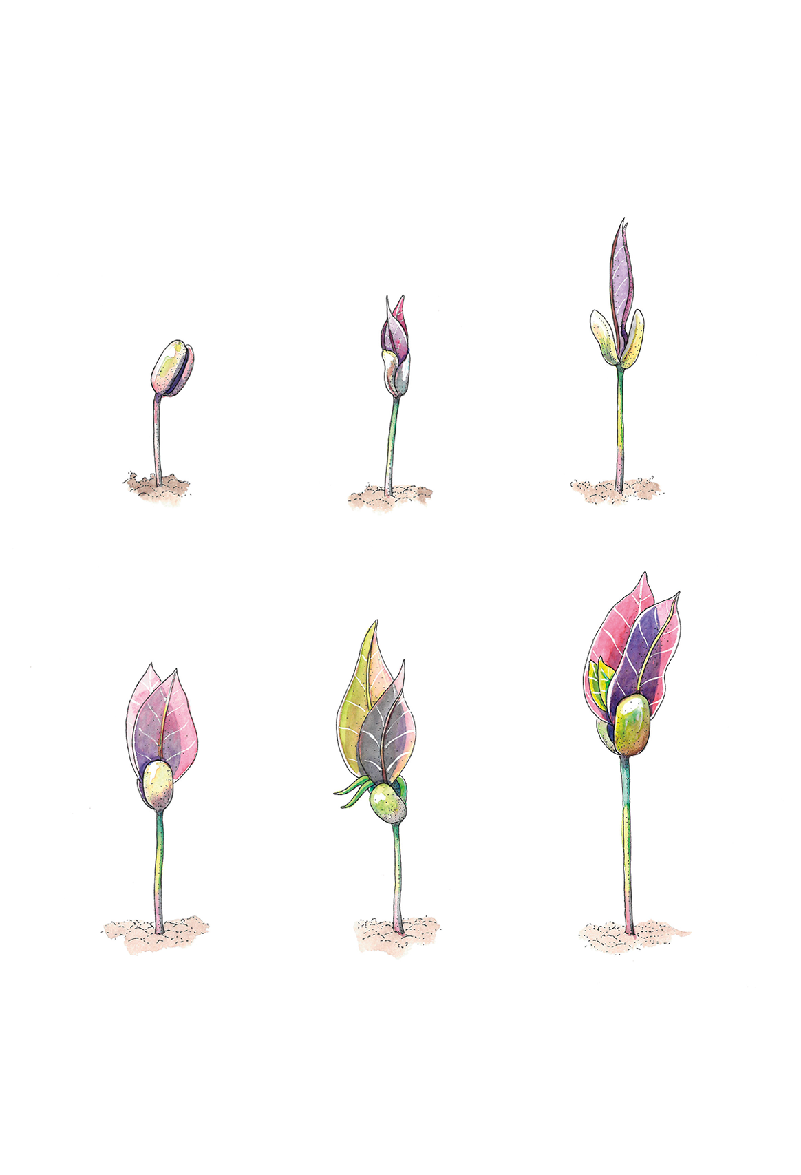Vivero - Oh! Mirettes