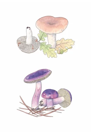 Russules 2