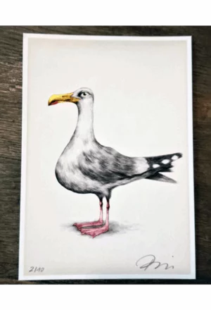 Goéland (le gabian marseillais)